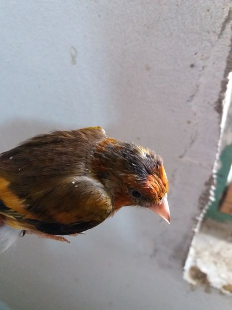  - pui hibrizi petrusi si sticlete 2017