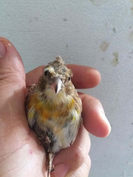  - pui hibrizi petrusi si sticlete 2017