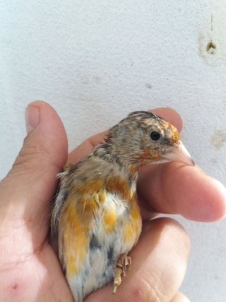  - pui hibrizi petrusi si sticlete 2017