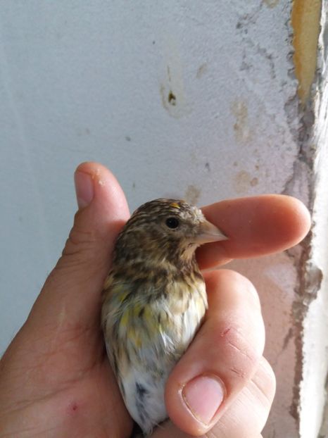  - pui hibrizi petrusi si sticlete 2017