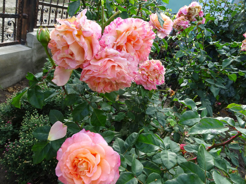 15 oct. - Augusta Louise