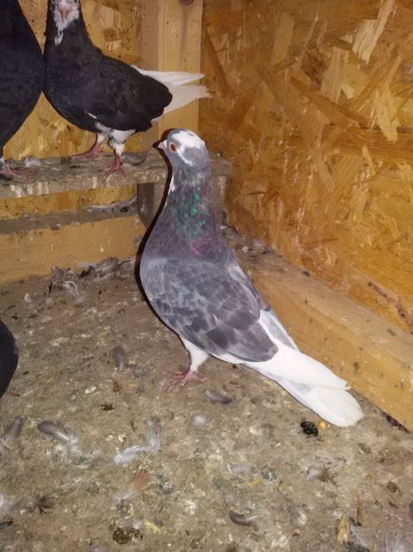  - Arhiva poze cu porumbei