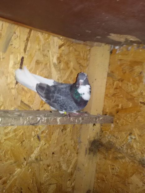  - Arhiva poze cu porumbei