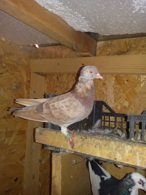  - Arhiva poze cu porumbei