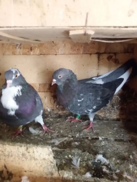 20171004_113732_LLS - Arhiva poze cu porumbei