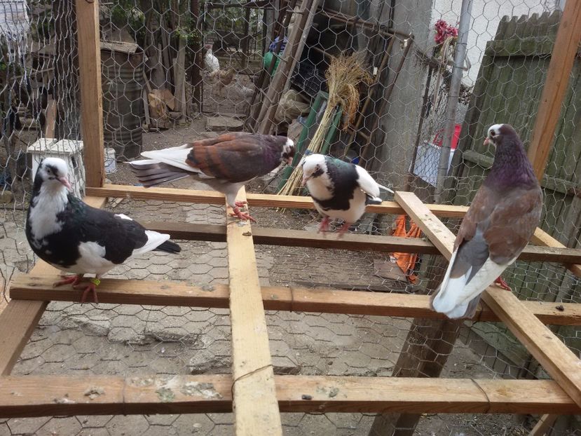  - Arhiva poze cu porumbei