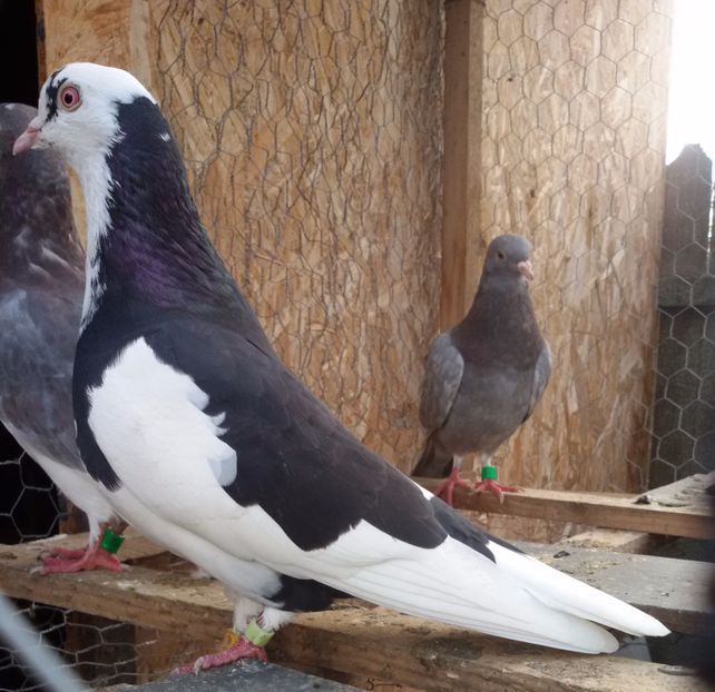  - Pasari facute cadou