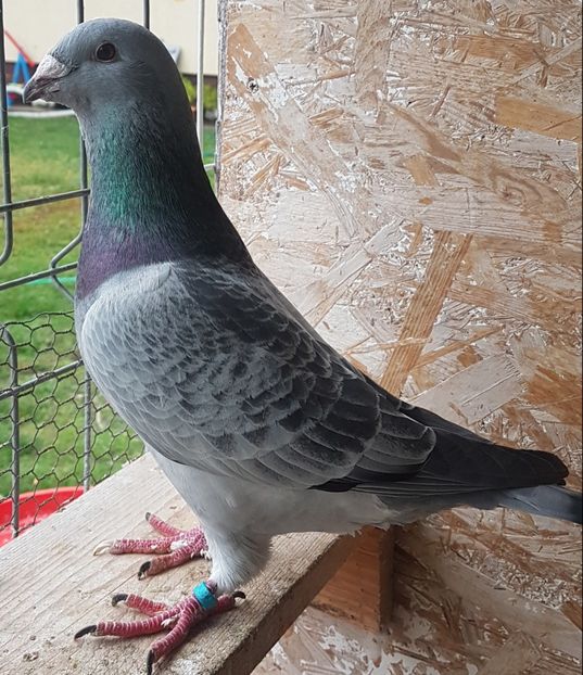 M.2017 . Mustag - Masculi 2017