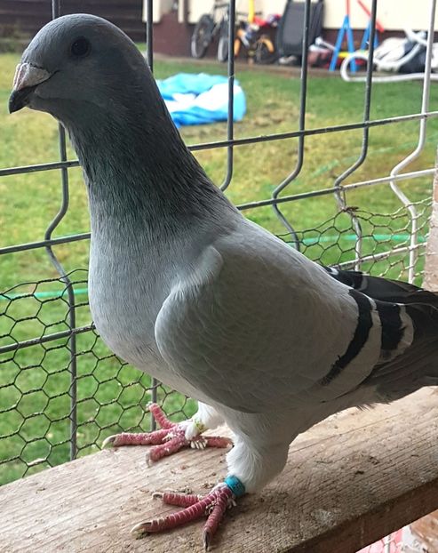 M.2017 . - Masculi 2017