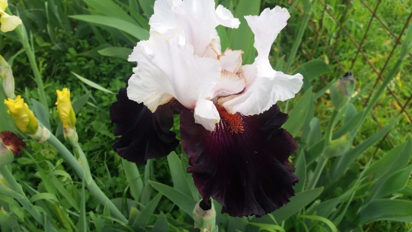 Starring - Irisi intermedia si inalti 2017