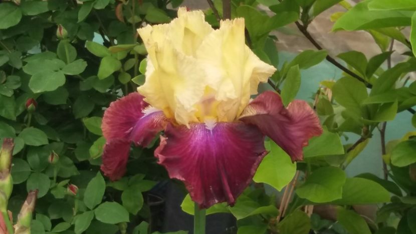 Gala Madrid - Irisi intermedia si inalti 2017