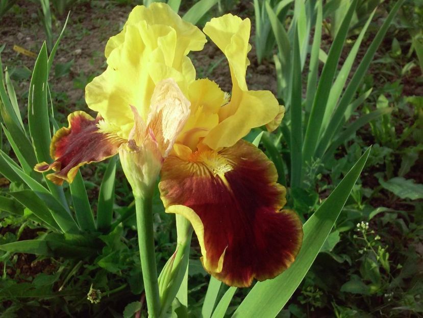  - Irisi intermedia si inalti 2017