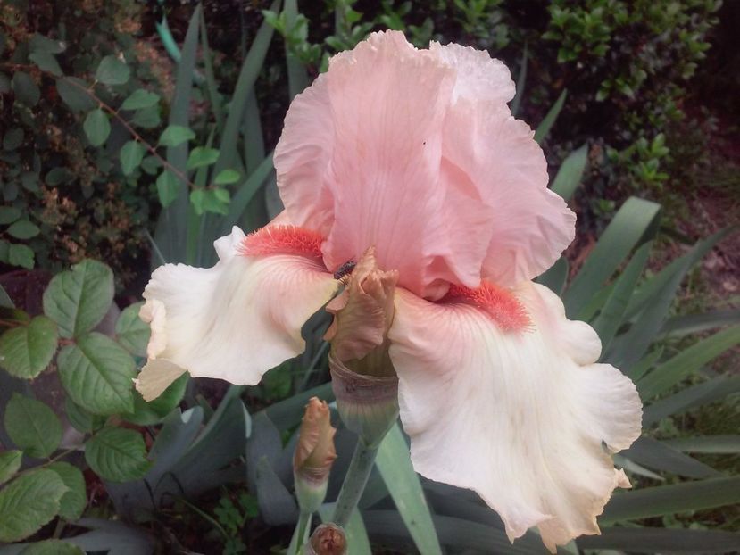  - Irisi intermedia si inalti 2017