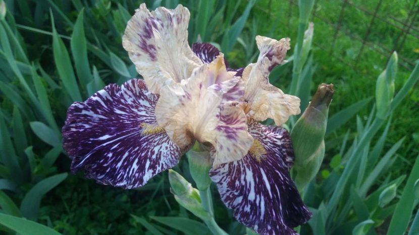 Gnus Flash - Irisi intermedia si inalti 2017