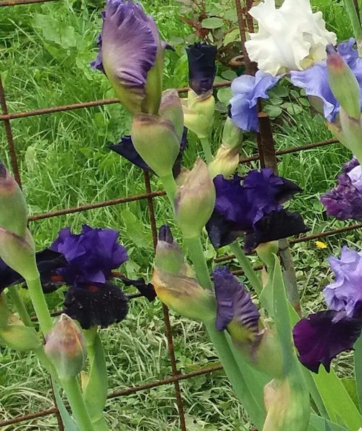 Wild wings - Irisi intermedia si inalti 2017