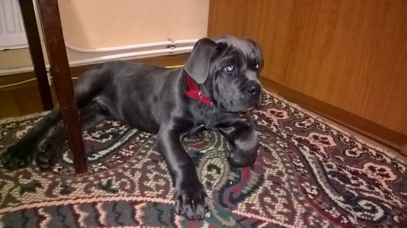 tano.3.luni - cane corso