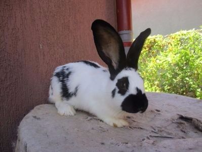 fem la 4 luni - X ARHIVA IEPURI CE AM AVUT