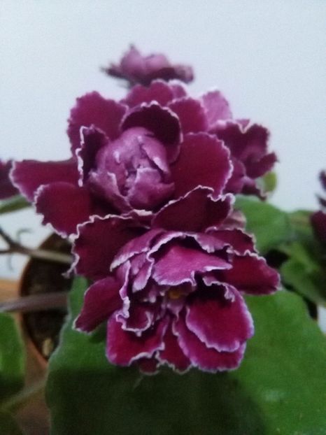  - 1-A-Violete 2017