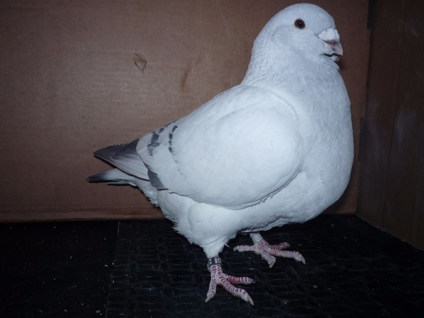 P1120354 - RETROSPECTIVA