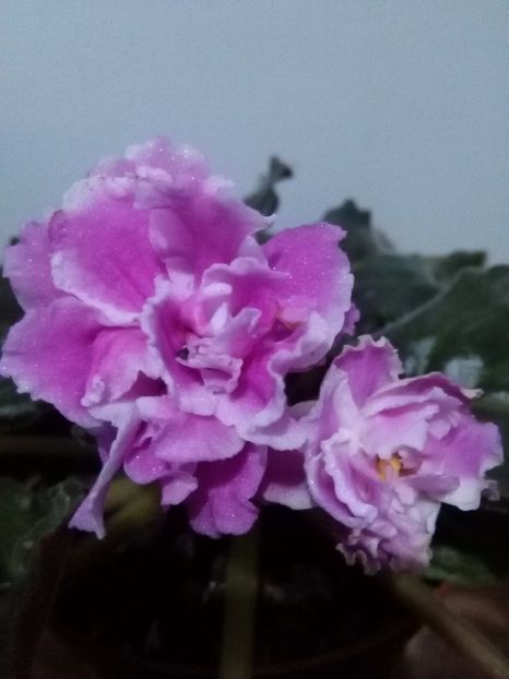  - 1-A-Violete 2017