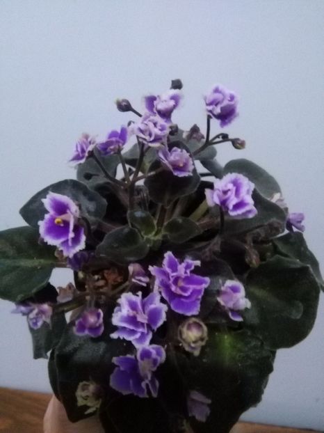  - 1-A-Violete 2017