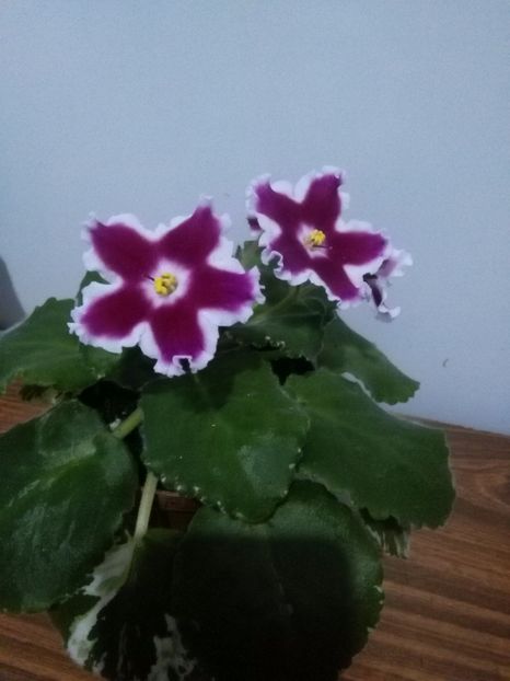  - 1-A-Violete 2017