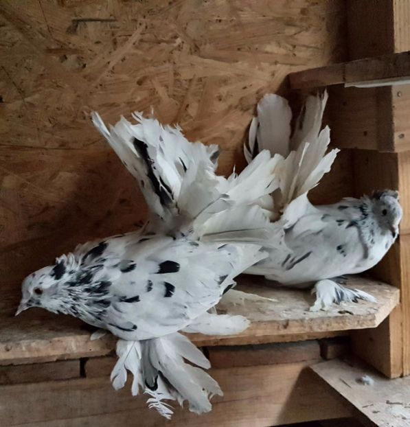  - 20_INDIAN FANTAIL MATCA-2018-2021