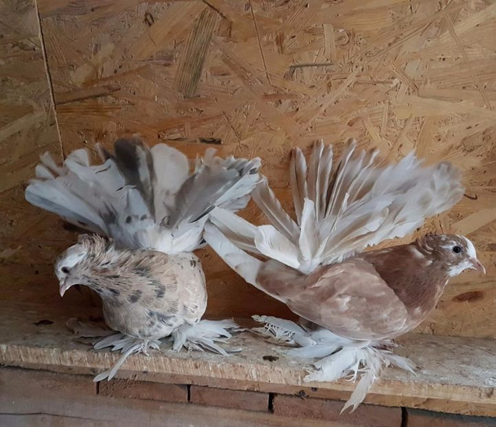  - 20_INDIAN FANTAIL MATCA-2018-2021