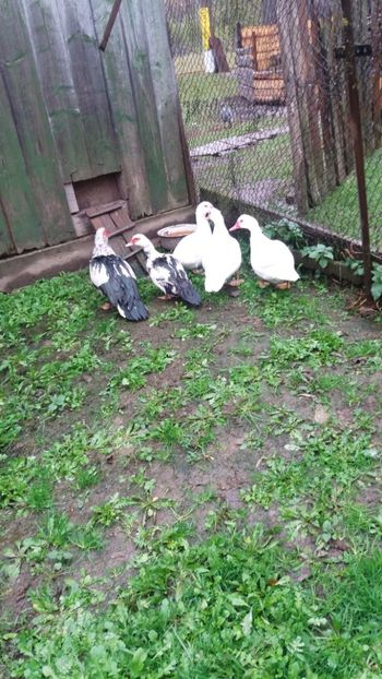  - 01 - Matca pentru 2018