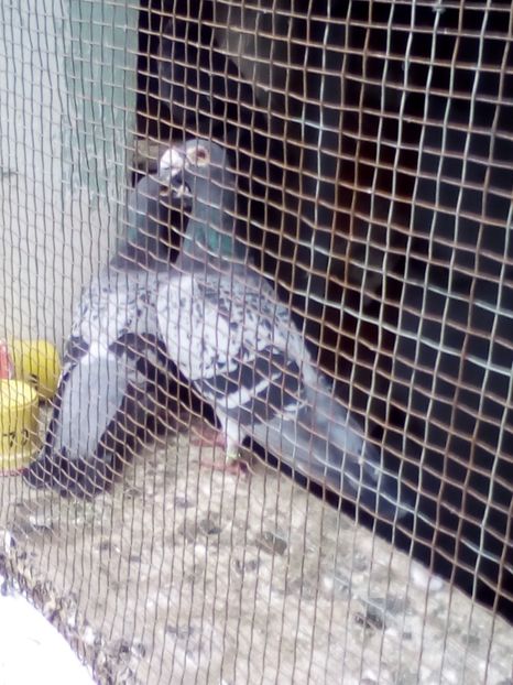 pereche - 08-STIL VECHI 2017