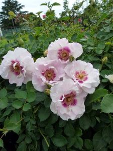 Eyes For You - Trandafiri 2017-achizitii