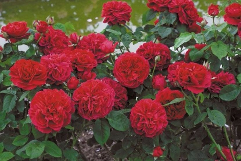 LD braithwaite - Trandafiri 2017-achizitii