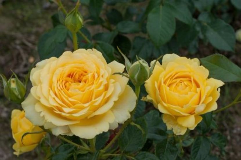 .marselisborg castle - Trandafiri 2017-achizitii