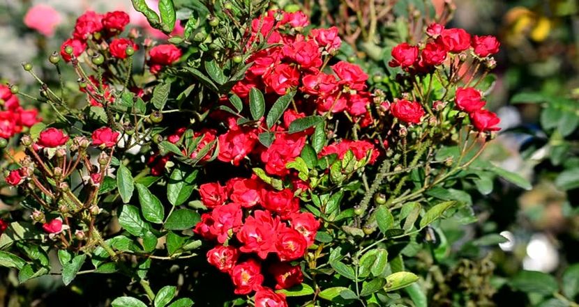 Fairy red - Trandafiri 2017-achizitii