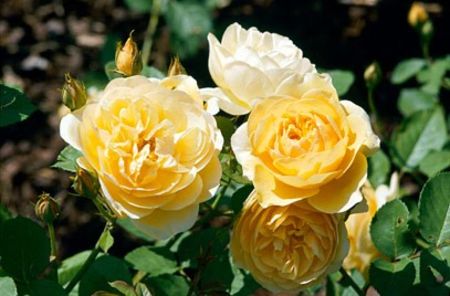 Graham Thomas - Trandafiri 2017-achizitii