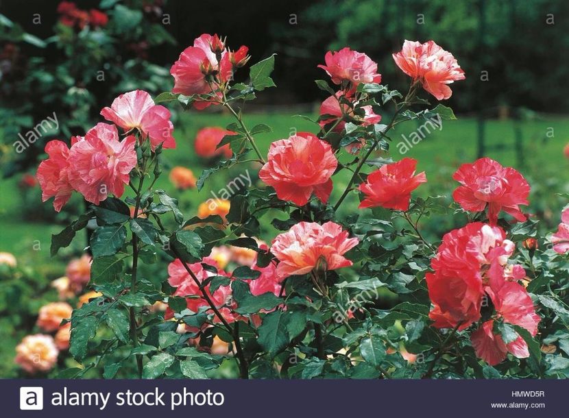 Grimaldi - Trandafiri 2017-achizitii