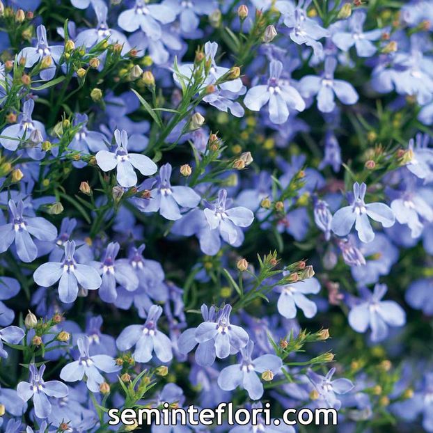 Seminte flori Lobelia Cambridge Blue - Lobelie curgatoare - SEMINTE FLORI TOAMNA 2017