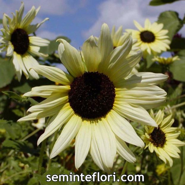 Seminte flori Sunflower Helianthus Vanilla Ice - Floarea Soarelui - SEMINTE FLORI TOAMNA 2017