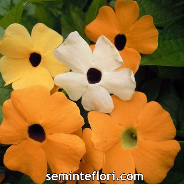 Seminte flori Thunbergia Alata Mixed Black Eyed Suzie - Suzana cu ochi negri - SEMINTE FLORI TOAMNA 2017