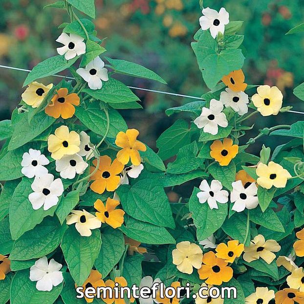 Seminte flori Thunbergia Alata Mixed Black Eyed Suzie - SEMINTE FLORI TOAMNA 2017