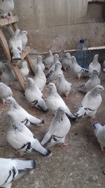  - 6 PORUMBEI LA GRAMADA