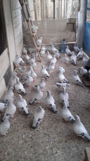  - 6 PORUMBEI LA GRAMADA