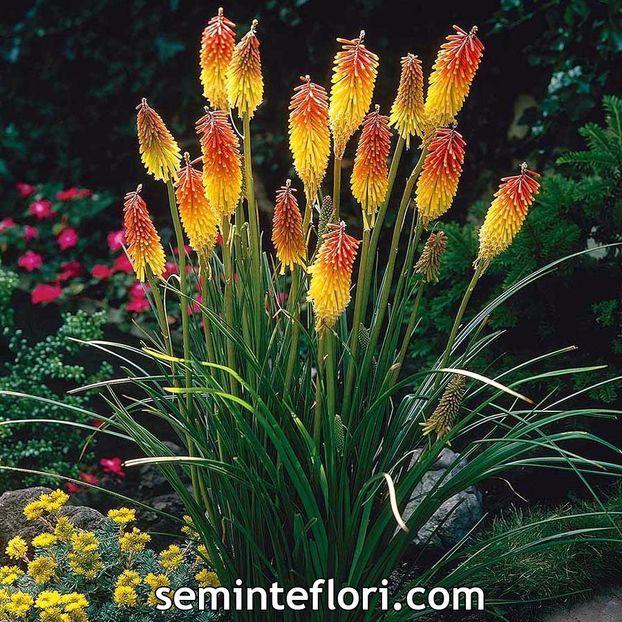 Seminte flori Kniphofia Red Hot Poker - Seminte de Crin Faclie - Kiniphofia Red Hot Poker