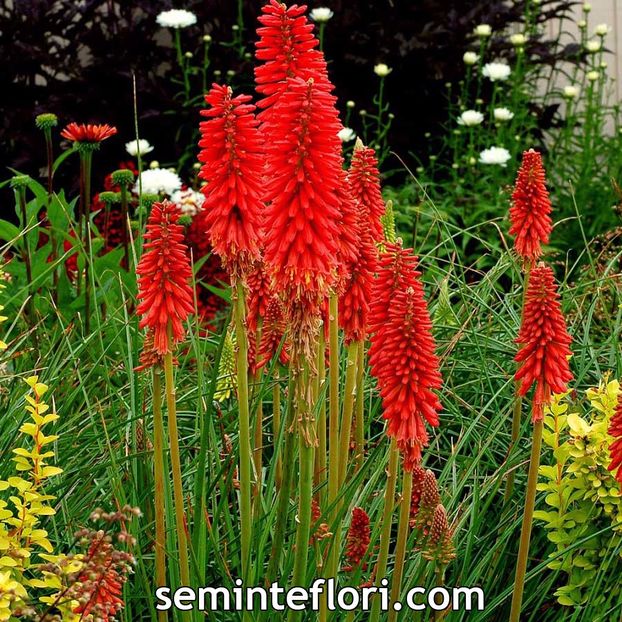 Seminte flori Kniphofia Red Hot Poker - Crin faclie - Seminte de Crin Faclie - Kiniphofia Red Hot Poker