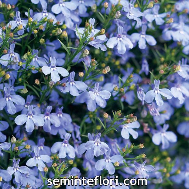 Seminte flori Lobelia Cambridge Blue - Lobelie curgatoare - Seminte de Lobelie Curgatoare - Lobelia Cambridge Blue