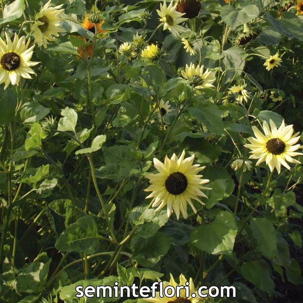 Seminte flori Sunflower Helianthus Vanilla Ice - Seminte de Floarea Soarelui - Sunflower Helianthus Vanilla Ice