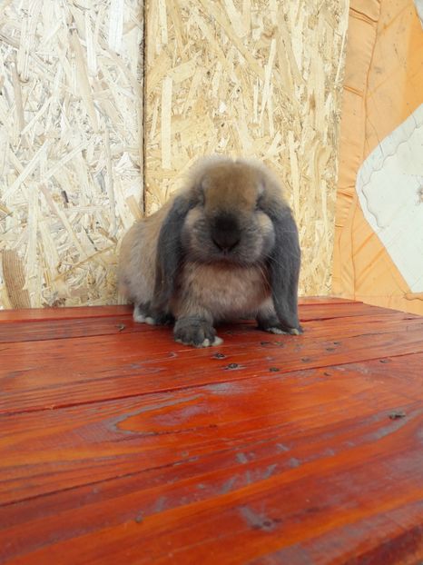  - 0_6 femela_thuringer