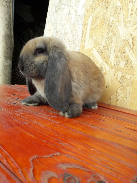  - 0_6 femela_thuringer