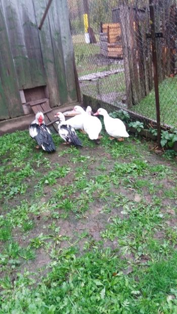  - 01 - Achizitii 2017