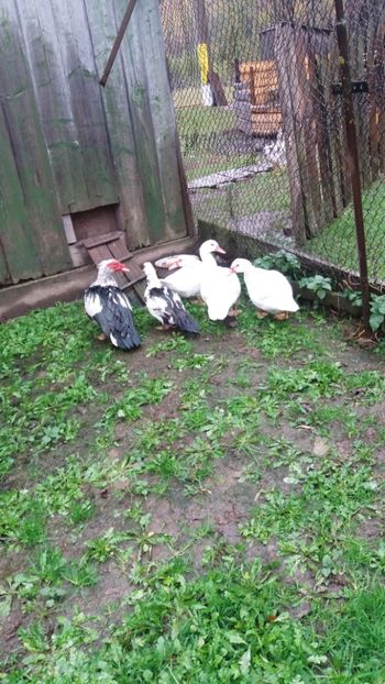  - 01 - Achizitii 2017